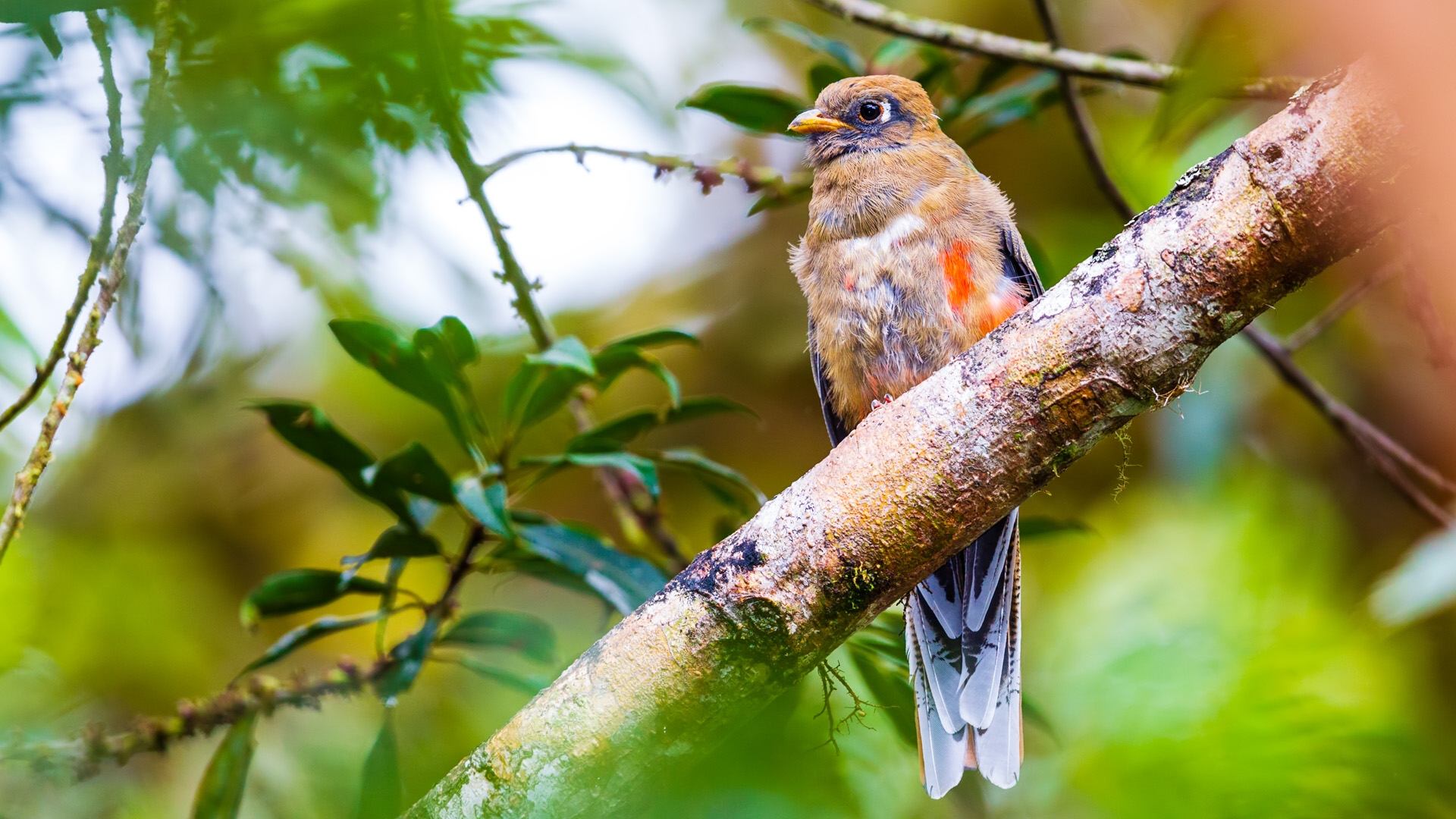 Masked Trogon (Trogon personatus)