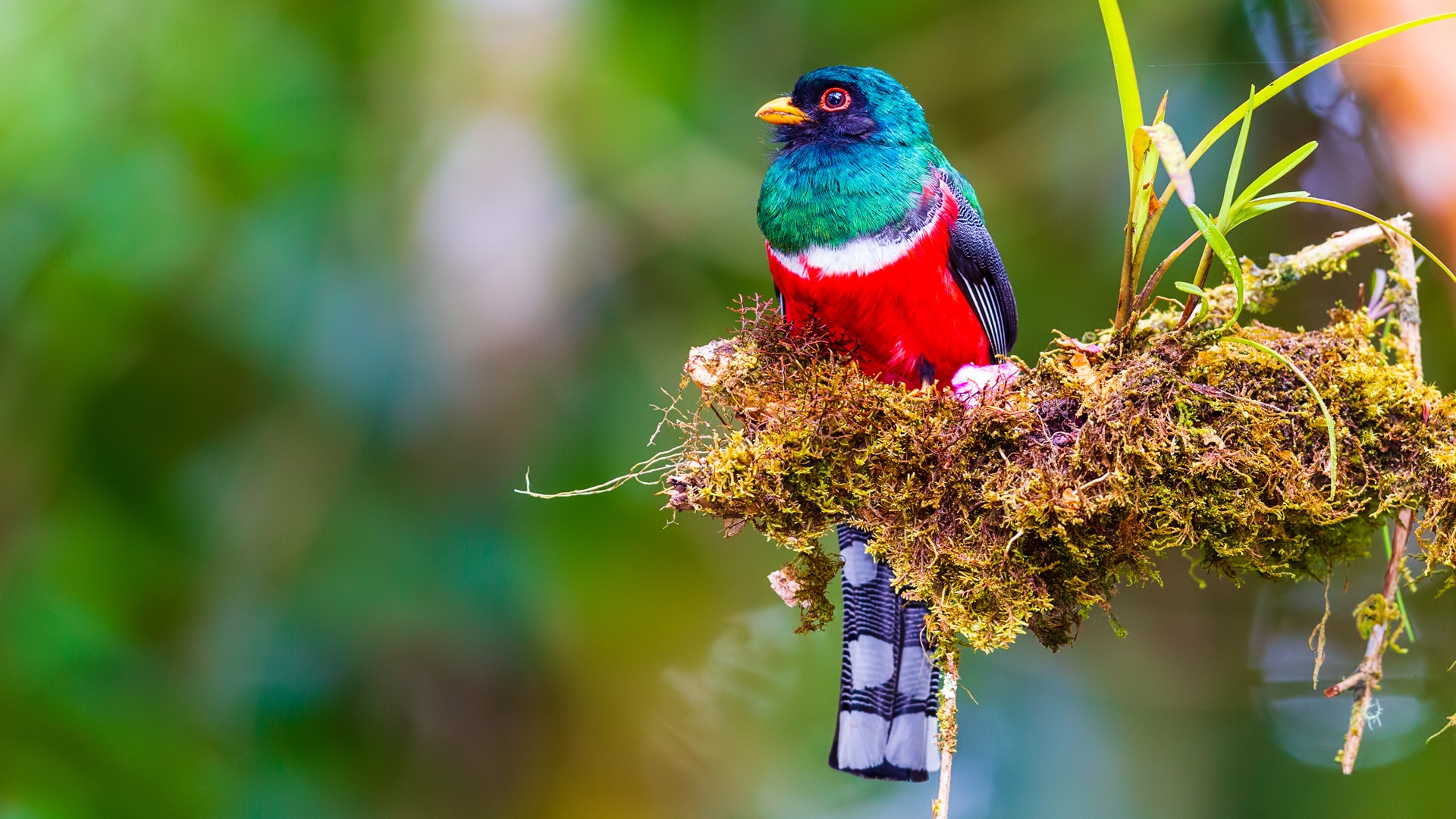 Masked Trogon (Trogon personatus)