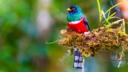 Masked Trogon (Trogon personatus)