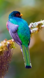 Masked Trogon (Trogon personatus)