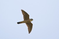 Merlin (Falco columbarius)