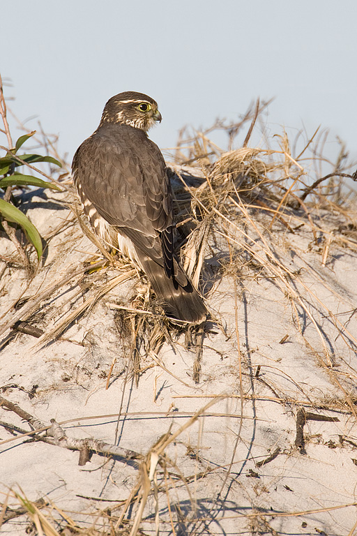 Merlin (Falco columbarius)