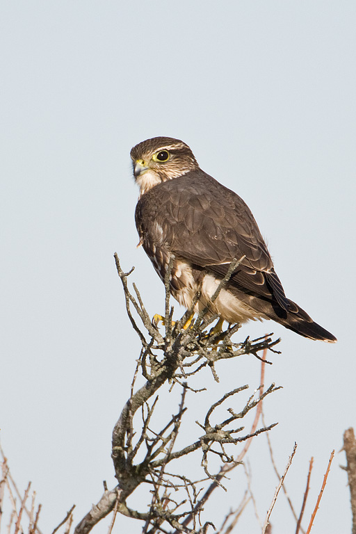 Merlin (Falco columbarius)