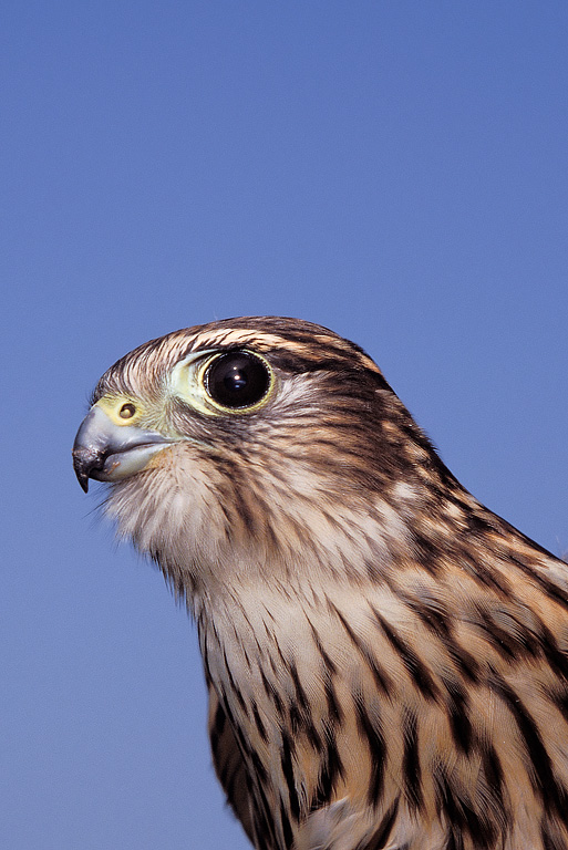 Merlin (Falco columbarius)