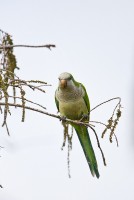 Monk Parakeet (Myiopsitta monachus)