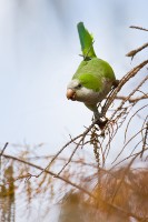 Monk Parakeet (Myiopsitta monachus)