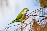 Monk Parakeet (Myiopsitta monachus)