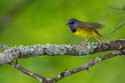 Mourning Warbler (Geothlypis philadelphia)