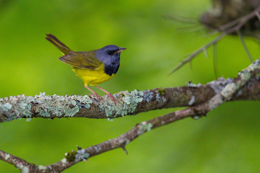 Mourning Warbler (Geothlypis philadelphia)