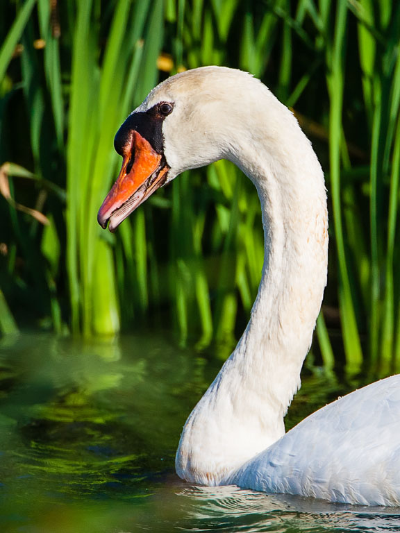 Mute Swan (Cygnus olor)