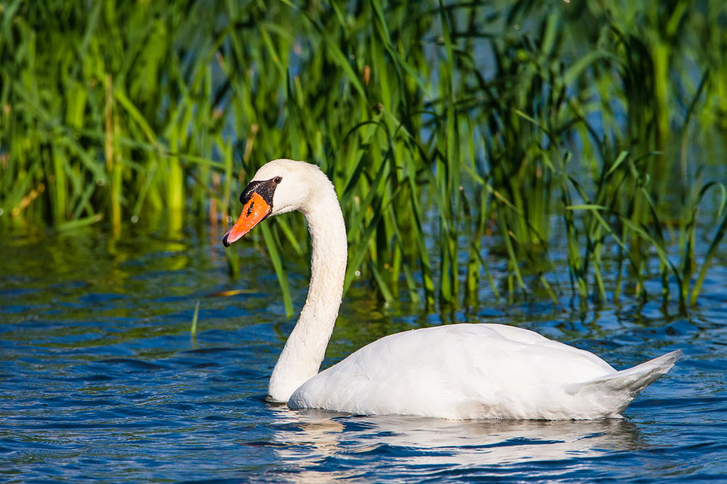 Mute Swan (Cygnus olor)