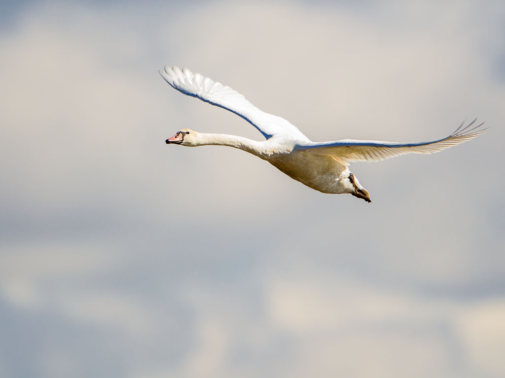 Mute Swan (Cygnus olor)