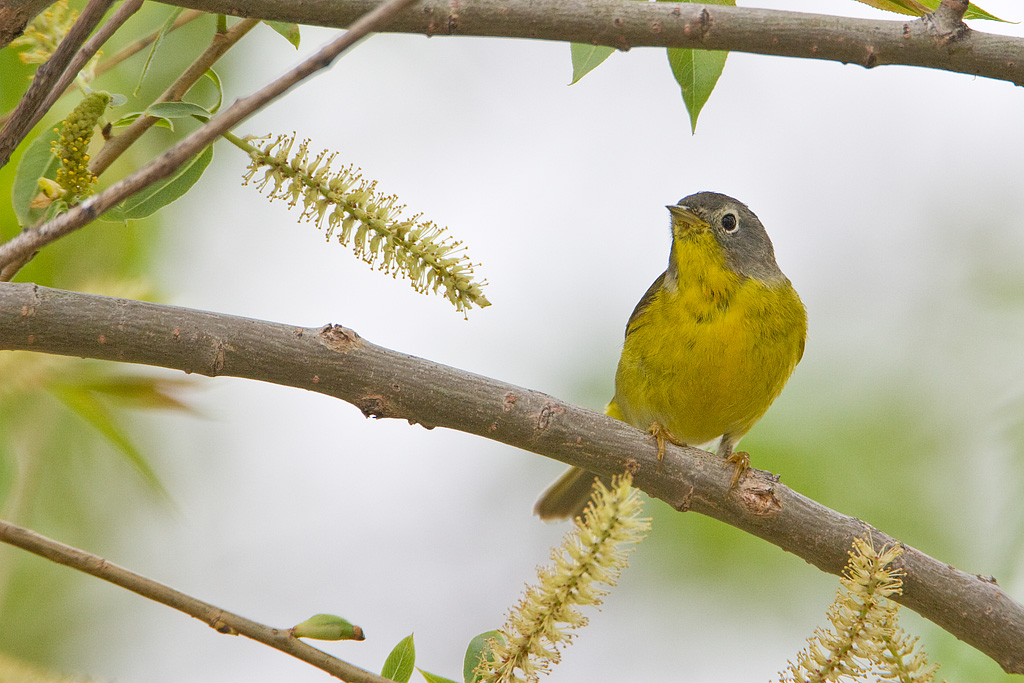 Nashville Warbler (Vermivora ruficapilla)