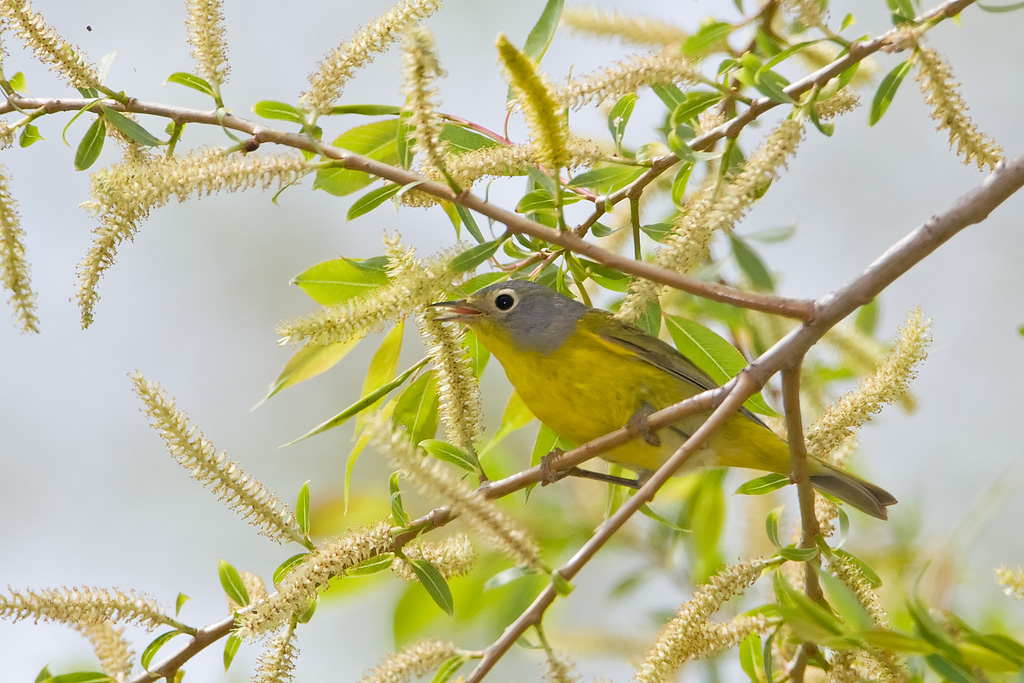 Nashville Warbler (Vermivora ruficapilla)