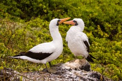 Nazca Booby (Sula granti)