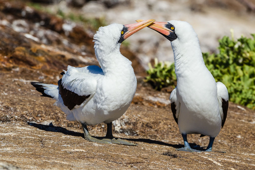 Nazca Booby (Sula granti)