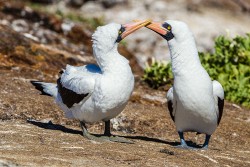 Nazca Booby (Sula granti)