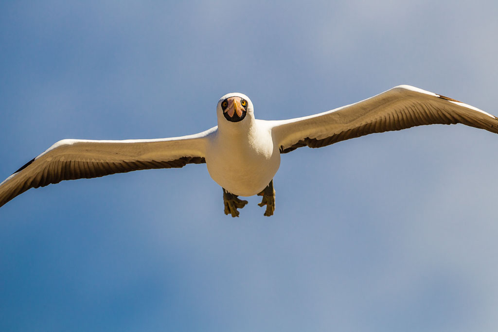 Nazca Booby (Sula granti)