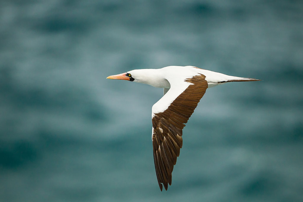 Nazca Booby (Sula granti)