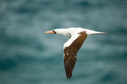 Nazca Booby (Sula granti)