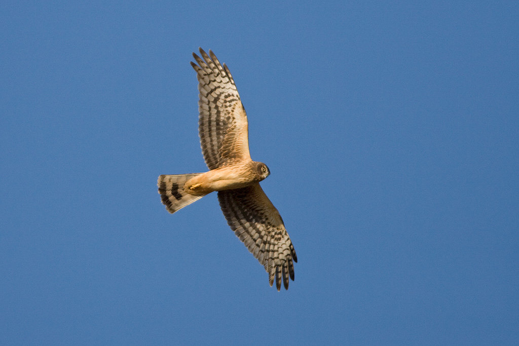 Northern Harrier (Circus cyaneus)