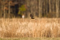 Northern Harrier (Circus cyaneus)