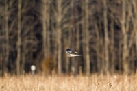 Northern Harrier (Circus cyaneus)