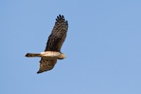 Northern Harrier (Circus cyaneus)