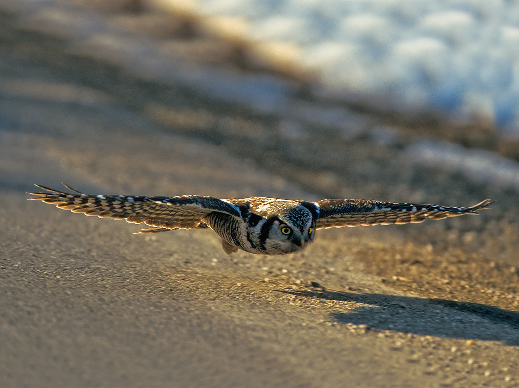 Northern Hawk Owl (Surnia ulula)