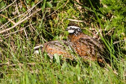 Northern Bobwhite (Colinus virginianus)