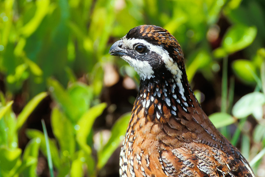 Northern Bobwhite (Colinus virginianus)