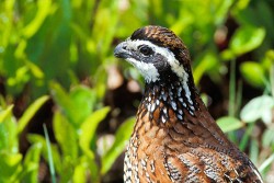 Northern Bobwhite (Colinus virginianus)