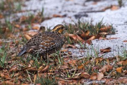 Northern Bobwhite (Colinus virginianus)