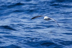 Northern Fulmar (Fulmarus glacialis)