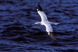 Northern Gannet (Morus bassanus)