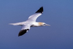 Northern Gannet (Morus bassanus)