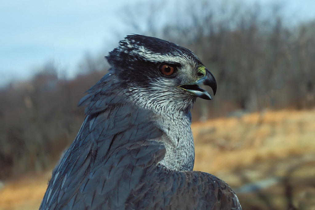 Northern Goshawk (Accipiter gentilis)