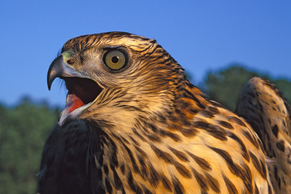 Northern Goshawk (Accipiter gentilis)