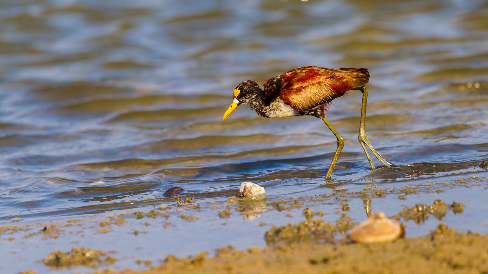 Northern Jacana (Jacana spinosa spinosa)