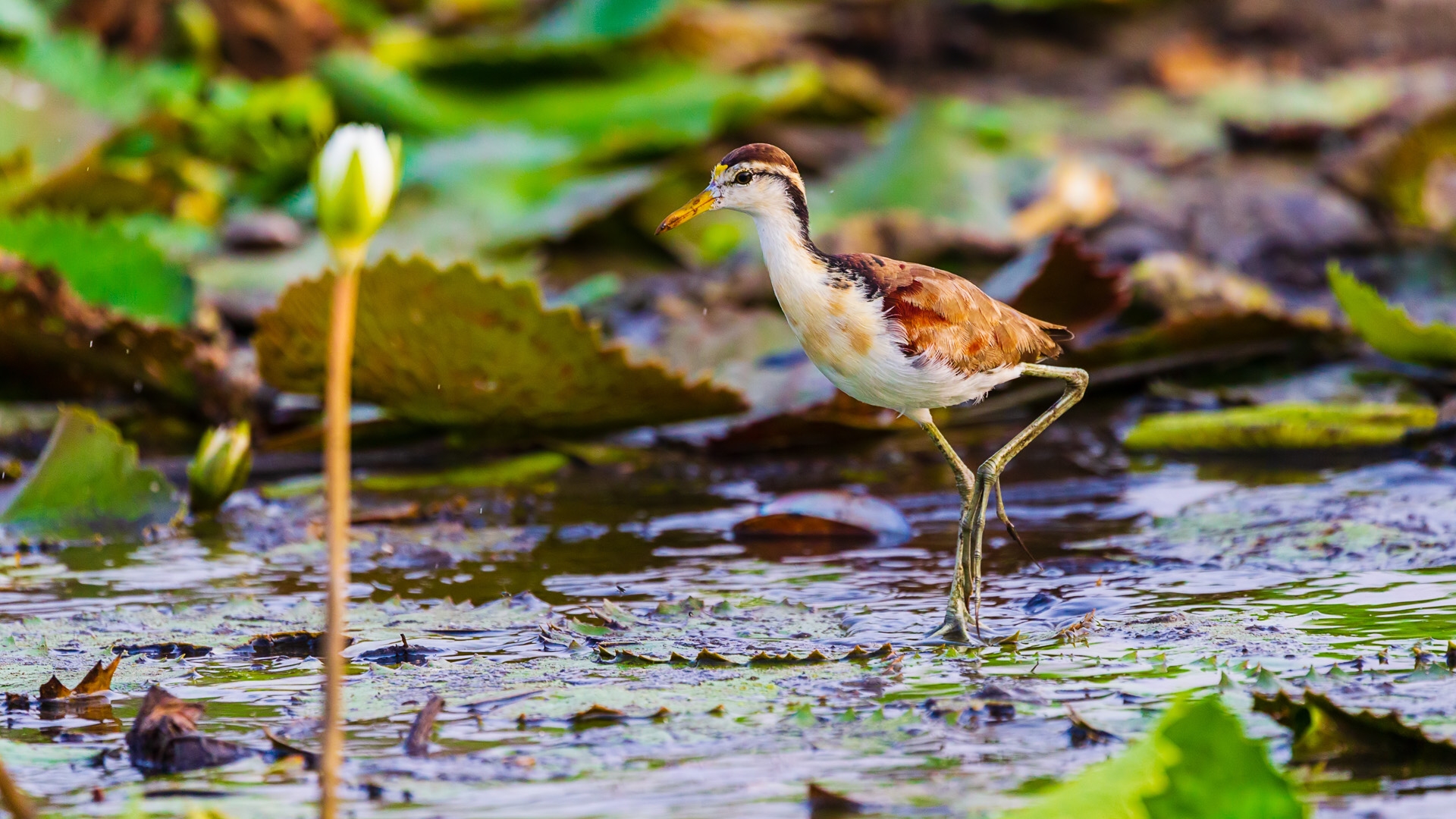 Northern Jacana (Jacana spinosa spinosa)