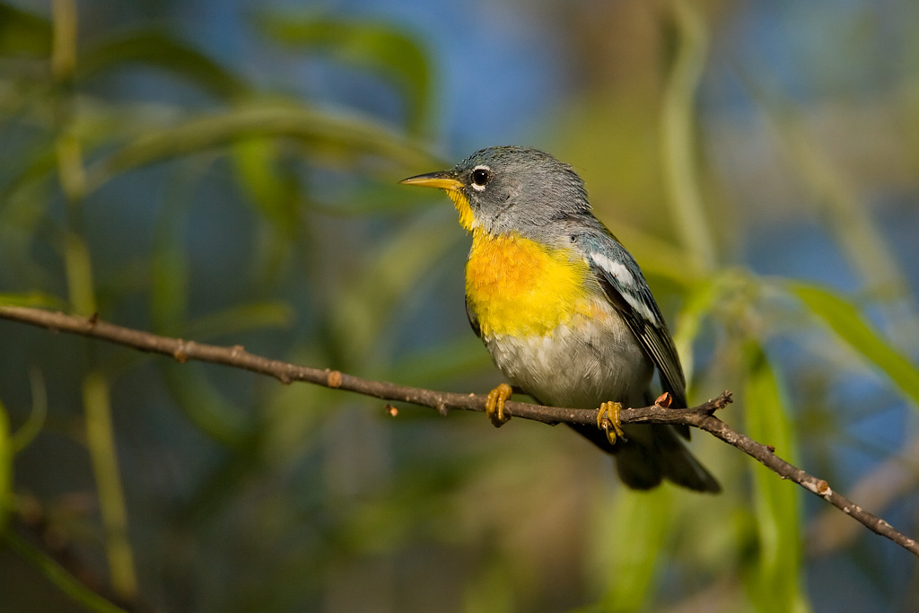 Northern Parula (Parula americana)