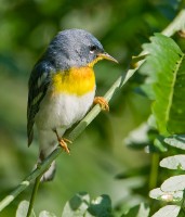 Northern Parula (Parula americana)