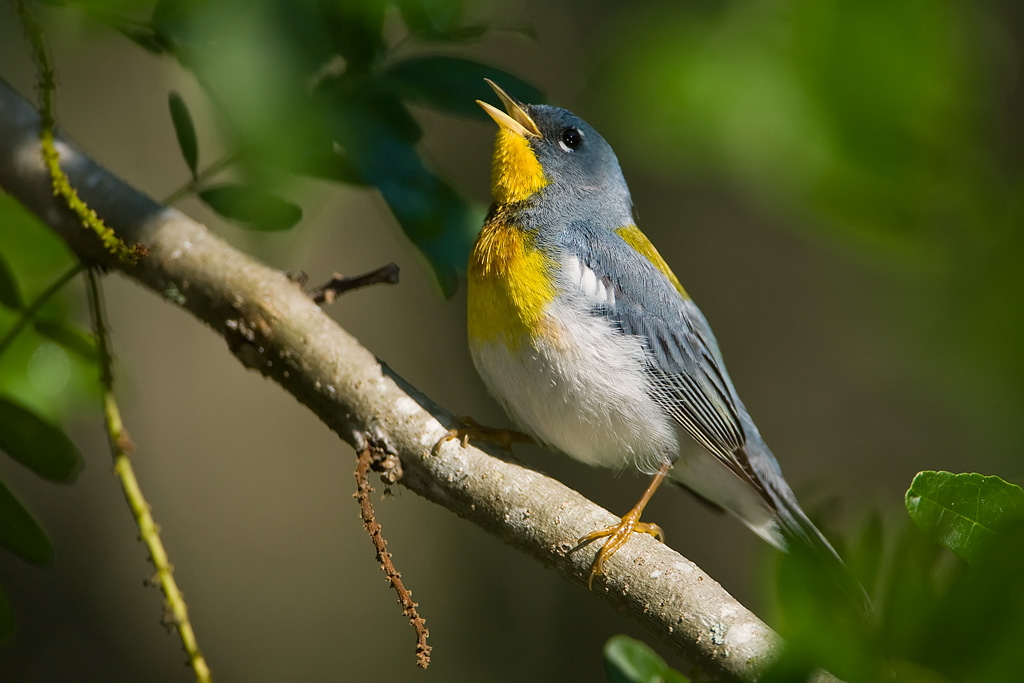 Northern Parula (Parula americana)