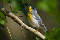 Northern Parula (Parula americana)