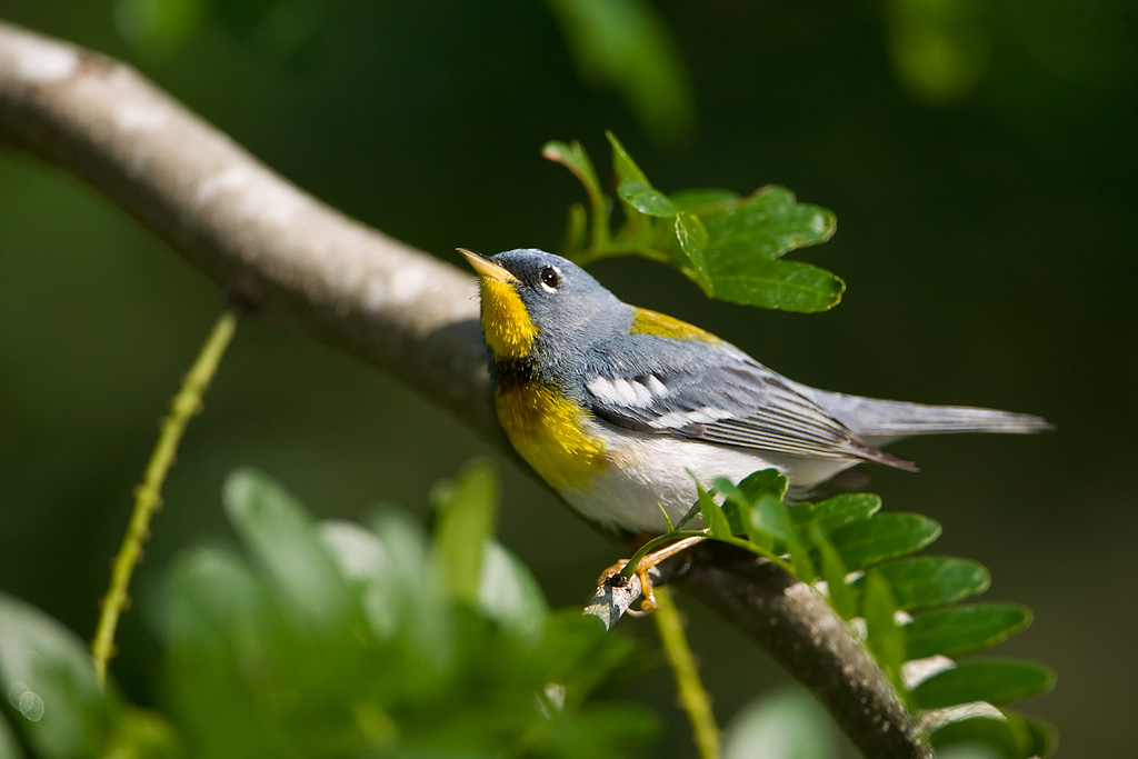 Northern Parula (Parula americana)