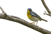 Northern Parula (Parula americana)