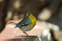 Northern Parula (Parula americana)