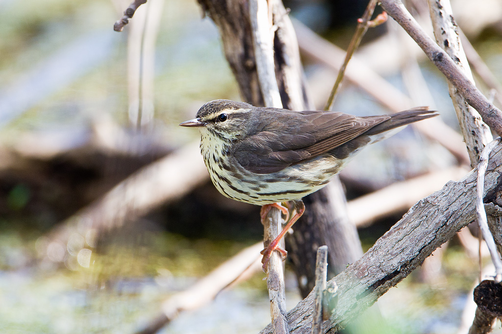 Northern Waterthrush (Seiurus noveboracensis)