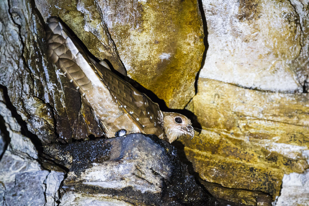 Oilbird (Steatornis caripensis)