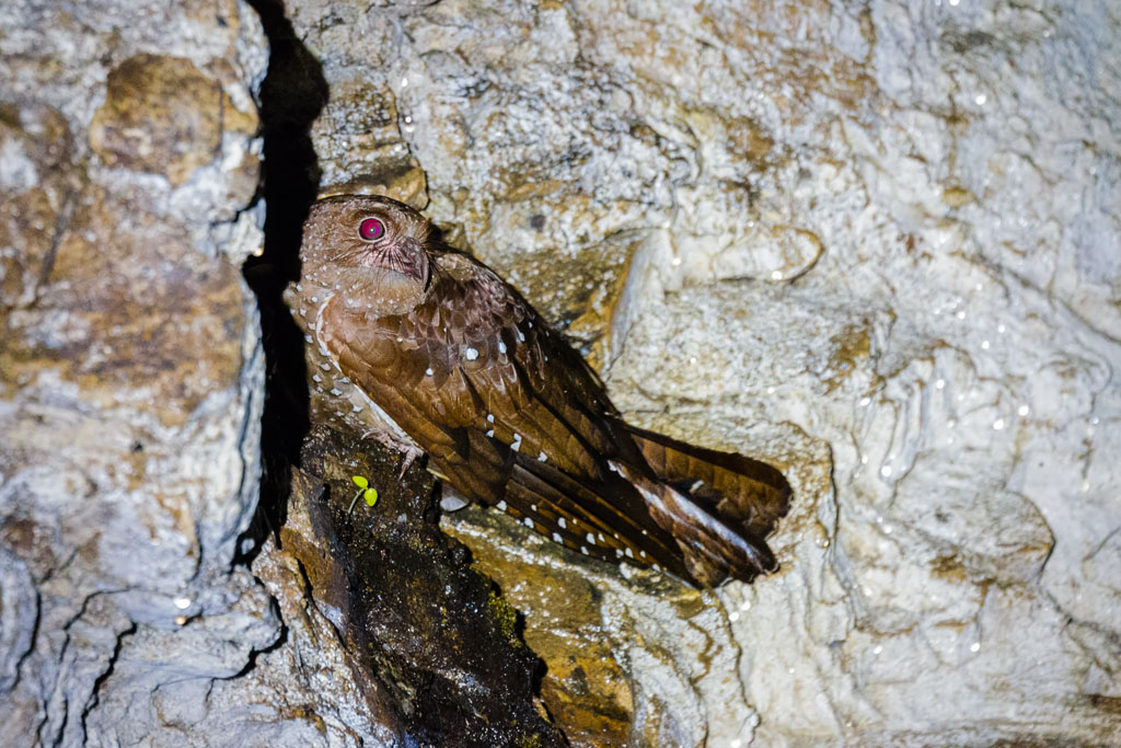 Oilbird (Steatornis caripensis)